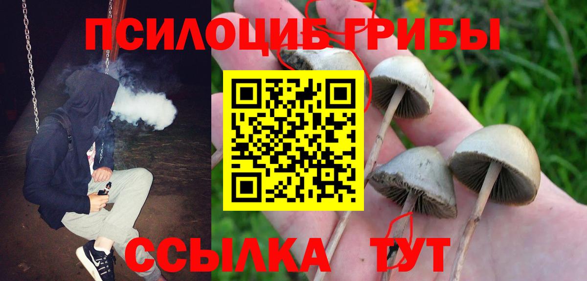 Кинешма  Псилоцибиновые грибы прущие грибы  Вход с VPN  Псилоцибиновые грибы GOLDEN TEACHER 
